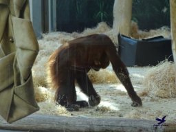 Tiergarten Schönbrunn am 05.03.2026